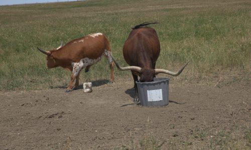Longhorn cattle drinking out of a bucket near 1880 Town